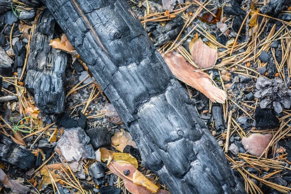 Verkrogende tak van het vuur in het bos. — Stockfoto