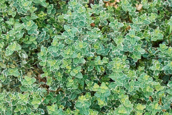 Thick green bushes grow in garden. — Stock Photo, Image