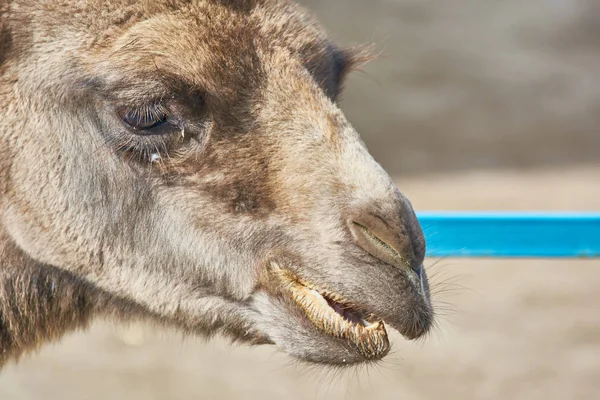 La cara de camello tranquilo con la boca abierta en el zoológico . — Foto de Stock
