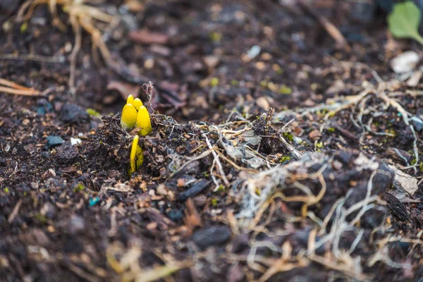 Small sprouts of yellow grass crawl out of ground in spring.