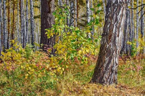 Fiatal nyírfa sárga és zöld levelekkel az őszi öreg nyírfák között. — Stock Fotó
