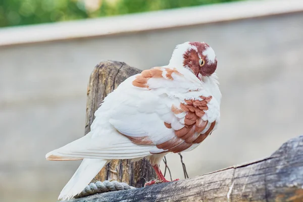 Schöne Taube Sitzt Auf Holzscheit — Stockfoto
