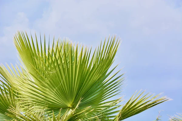 Green branches of coconut palm against the blue sky
