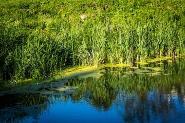 Yaz yeşilçim. gündüz 