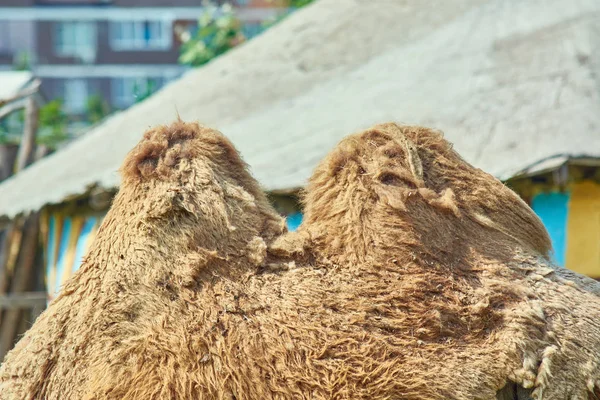 Jorobas Peludas Para Montar Gran Camello Zoológico — Foto de Stock