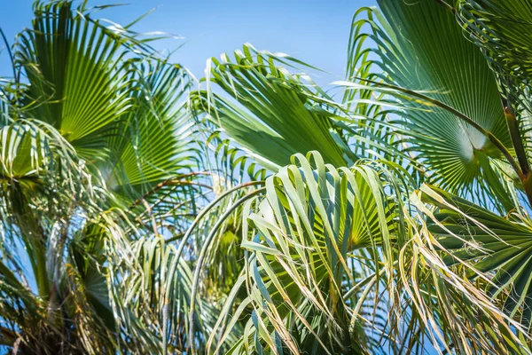 Green Palm Tree Big Branches Stands Sun Blue Sky — Stock Photo, Image