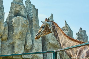 Dekoratif kayaların arka planında hayvanat bahçesinde uzun boyunlu güzel benekli zürafa