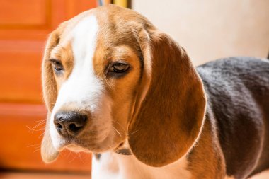 Büyük kırmızı kulakları ile güzel av köpeği.