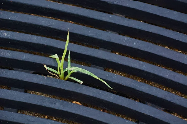 Проростання Зеленої Трави Проривається Через Залізну Решітку — стокове фото