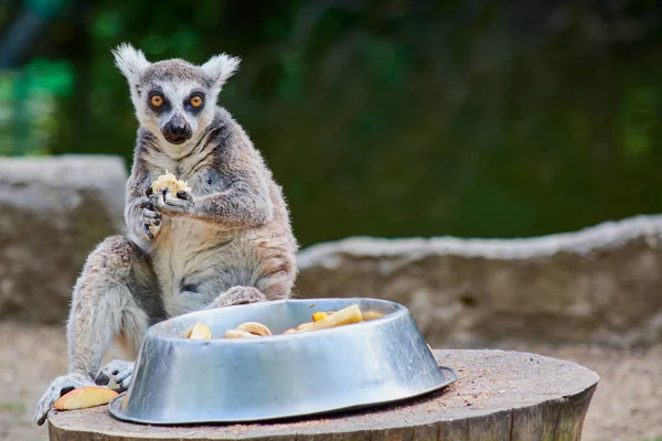 Young shaggy lemur eating from bowl at zoo. — Stock Photo, Image