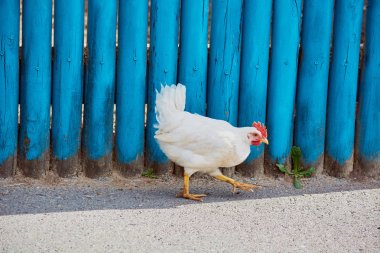 Kırmızı deniztaraklı beyaz tavuk mavi çitin yanında yürüyor..