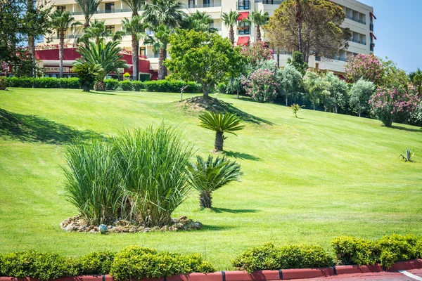 Zielona powierzchnia hotelu z małymi palmami i trawnikiem płaskim. — Zdjęcie stockowe