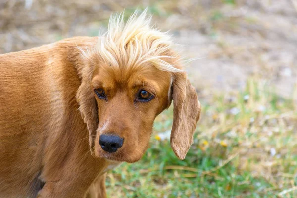 Perro rojo con flequillo blanco shaggy mira a un lado . — Foto de Stock