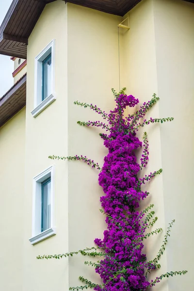 Yaz pembe çiçekleri binanın duvar kadar kıvrılmış.