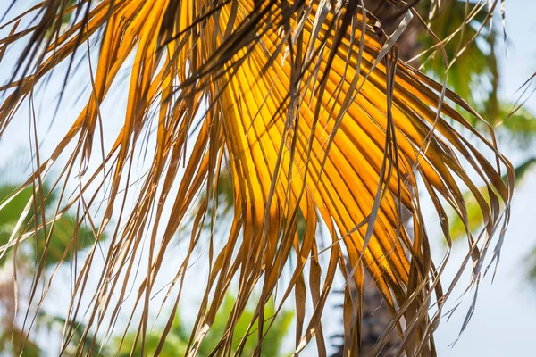 Enorme ramo giallo pende dalla palma . — Foto Stock