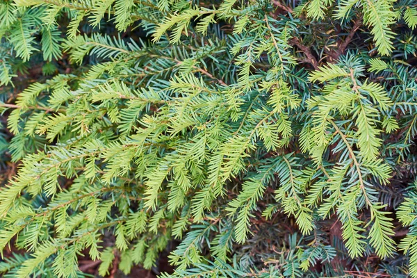 Pluizige takken van sparren met groene naalden. — Stockfoto