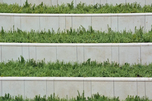 Arbustos verdes plantados em fileiras crescem no parque da cidade . — Fotografia de Stock