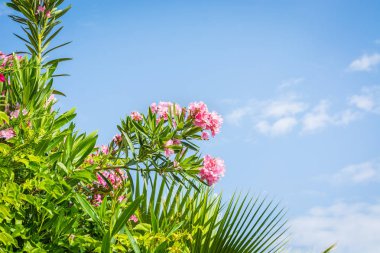 Mavi gökyüzüne karşı güneşli pembe çiçeklerile yeşil dalları.