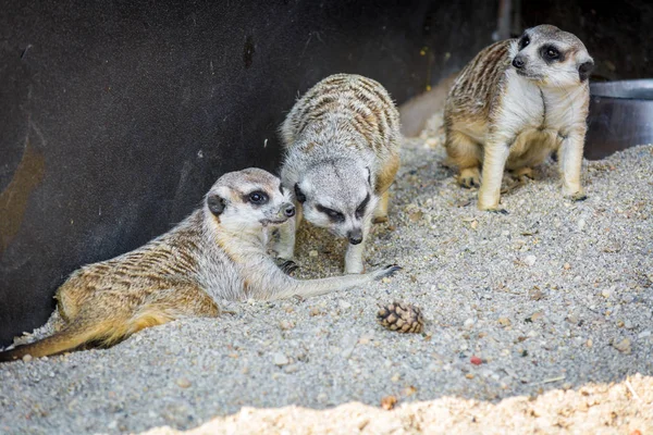 Vackra meerkats i Zoo voljär — Stockfoto