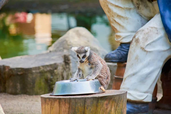 Молодий сором'язливий лемур їсть з миски в зоопарку . — стокове фото