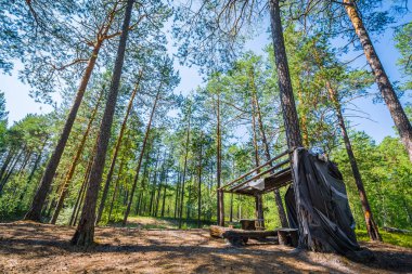 Büyük ağaçlarla çam ormanında orman kampı.