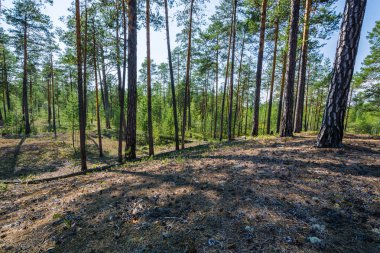Gölgede çam ormanı.