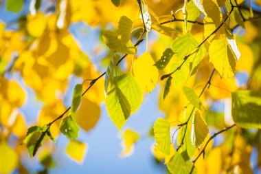 Altın huş yaprakları güneşli berrak gökyüzünde parlıyor.