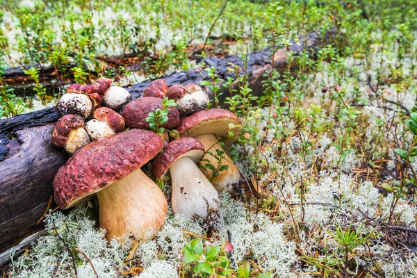 Las setas blancas comestibles con el sombrero grande y la pierna se acuestan sobre el musgo del pino en el bosque . — Foto de Stock