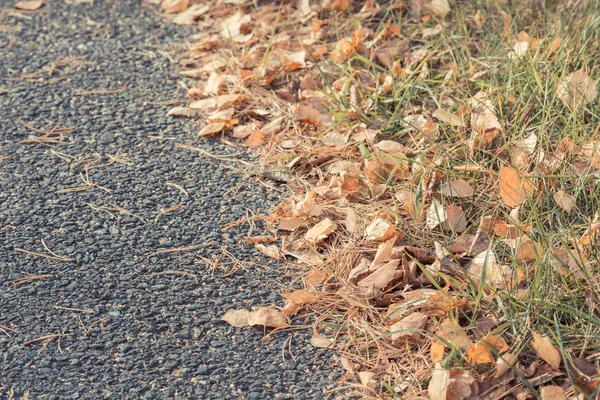 As folhas amarelas de vidoeiro caíram da árvore estão na estrada de asfalto em um dia de outono . — Fotografia de Stock