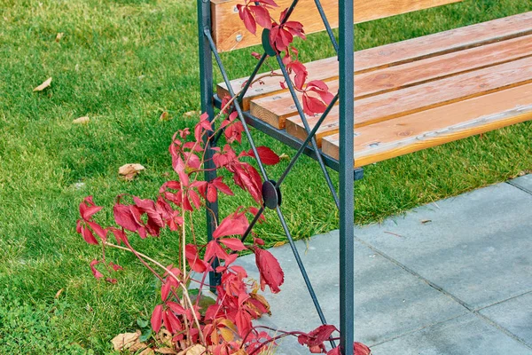 Długie gałęzie z czerwonymi liśćmi otaczają żelazną ławkę. — Zdjęcie stockowe