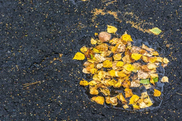 Жовте осіннє листя, впало з берези, лежить в калюжі на асфальтній дорозі . — стокове фото