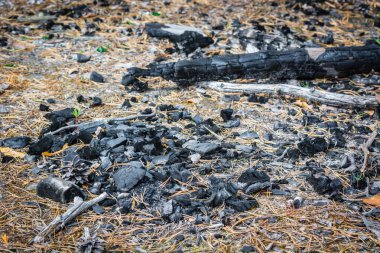 Ormandaki yangından kalan çam kömürü.