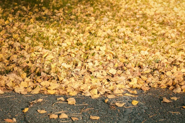Κίτρινα φύλλα σημύδας που πέφτουν από το δέντρο βρίσκονται σε ασφαλτοστρωτικό δρόμο την ημέρα του φθινοπώρου. — Φωτογραφία Αρχείου