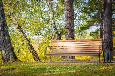 Sonbahar güneşli bir günde ağaçlar ile parkta dinlenmek için düşük tezgah.