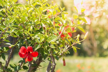 Güneş ışığında kırmızı çiçekler ile büyük çalı.