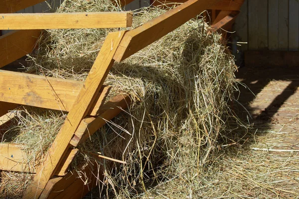 Apilar heno en comedero para caballos . — Foto de Stock