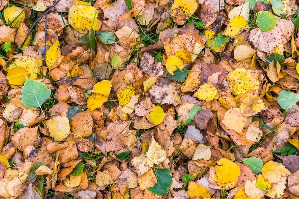 Gula löv stupade från Björk träd på en höst dag. — Stockfoto
