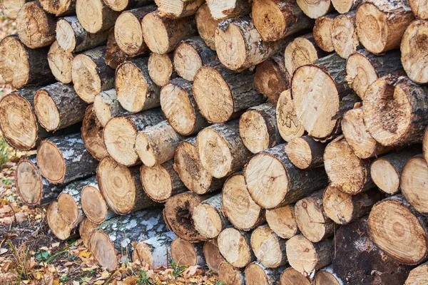 Stack of birch and pine wood for harvesting for winter. — Stock Photo, Image