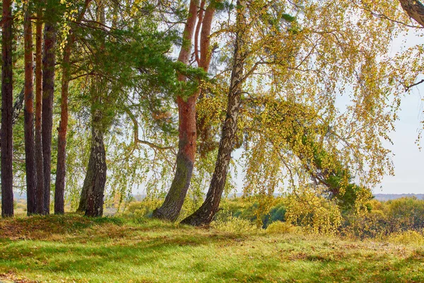 Növekvő nyír a meredekség szélén a sárga és zöld levelei ősszel délután. — Stock Fotó