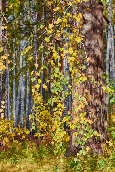 Sárga nyírfa ág őszi erdőben. — Stock Fotó