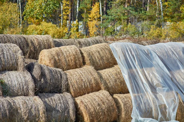 Öppna och stängda av film höstack för förberedelse för vinter djur. — Stockfoto