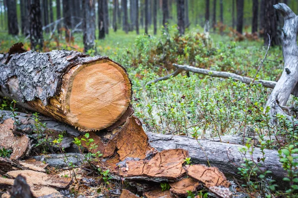 Ormanda budakların yanında yerde bulunan gövde biçilmiş çam ağacı.