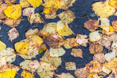 Sarı sonbahar yaprakları ıslak asfalt üzerinde ağaçtan düşmüş.