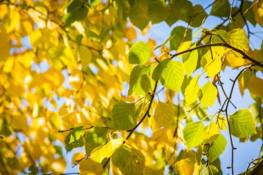 Güneşli gökyüzünün arka planına karşı sarı yeşil yaprakları ile huş dalları.