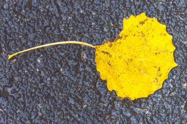 Ağaçtan düşen sarı sonbahar yaprağı asfalt yolda yatıyor.