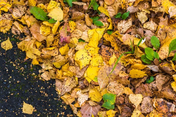 Brzoza żółta liście spadł z drzewa leżą na asfaltowej drodze w dniu jesiennym. — Zdjęcie stockowe