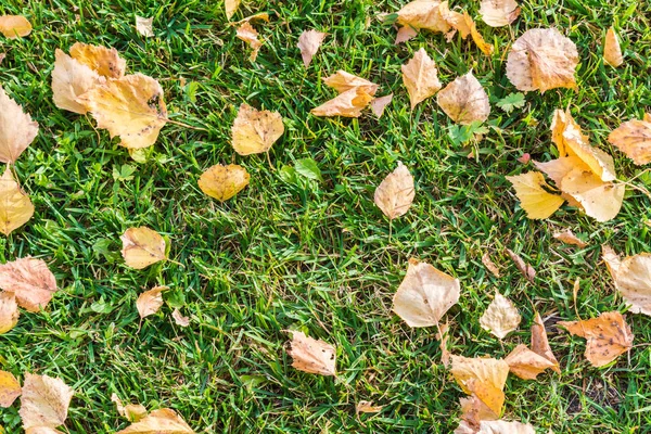 Осіннє сухе листя опалих дерев лежить на зеленій траві . — стокове фото