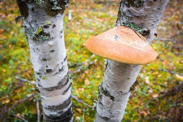 Młode grzyby Chaga do zaparzania herbaty rośnie na brzozy w lesie. — Zdjęcie stockowe