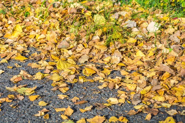 秋の日に木から落ちた白樺の黄色い葉がアスファルトの道に横たわっている. — ストック写真