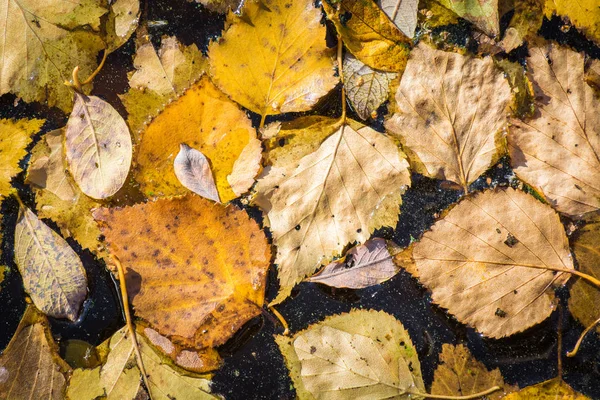 Сухе листя берези заморожене у воді . — стокове фото